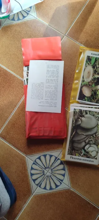 Carte Funghi - Amanita Vaginata & Pleurotus Ostrea