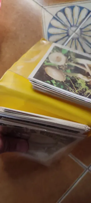 Carte Funghi - Amanita Vaginata & Pleurotus Ostrea