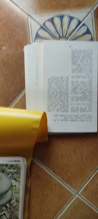 Carte Funghi - Amanita Vaginata & Pleurotus Ostrea