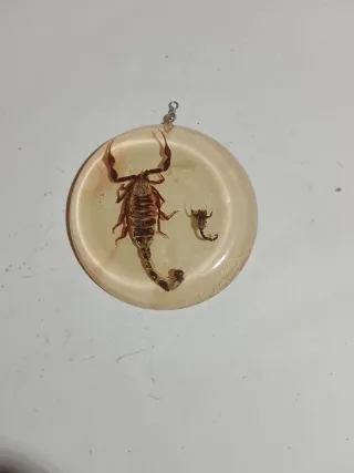 Antichi Scorpioni in resina tonda entomologia rara