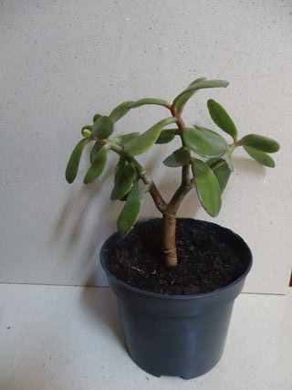 Crassula ovata planta suculenta viva