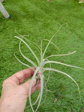 Tillandsia Straminea