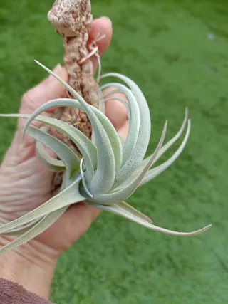 Tillandsia Leonamiana