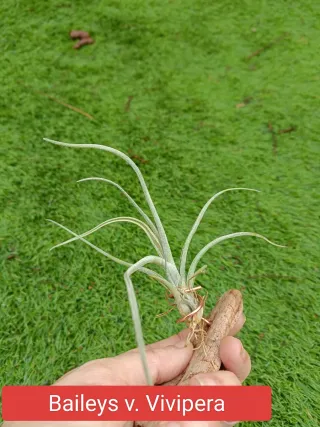 Tillandsia Baileys V Vivipera