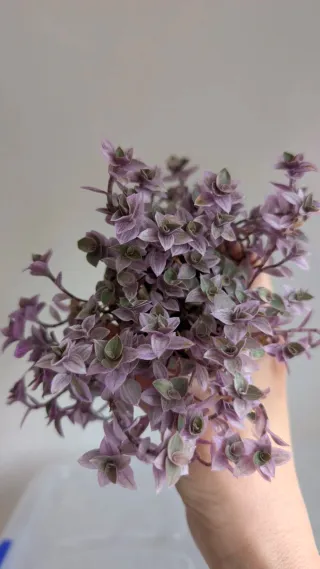 Callisia Repens Pink Lady Planta