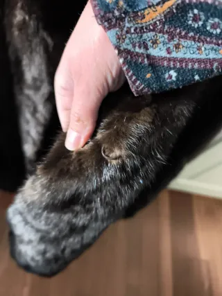 Chaquetón de piel marrón como nuevo.