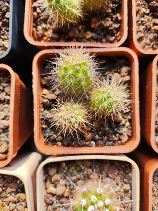 Echinocereus rari da semina