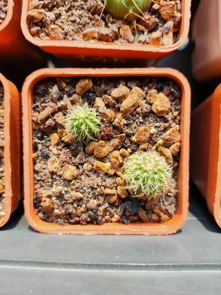 Echinocereus rari da semina