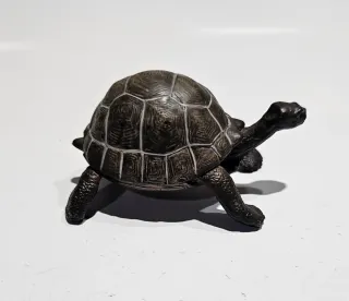 Tortuga Papo