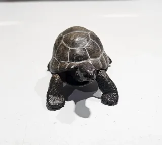 Tortuga Papo