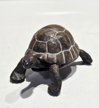 Tortuga Papo