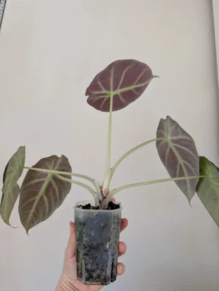 Alocasia Black Velvet Planta
