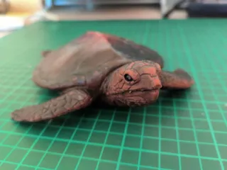 2 Tartarughe Giocattolo