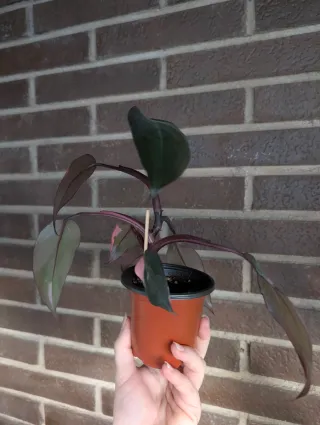 Philodendron Pink Princess pequeña
