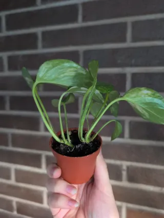 Poto Epipremnum pinnatum Aureum