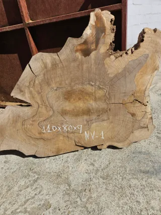 Rodajas de raíz de Nogal español