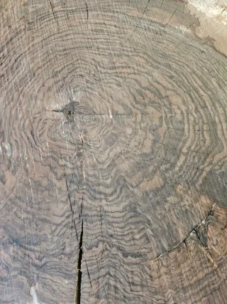 Rodajas de raíz de Nogal español