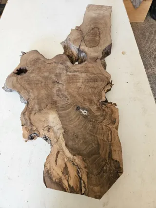 Rodajas de raíz de Nogal español