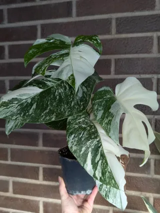 Monstera Albo Variegata buena Variegación blanco