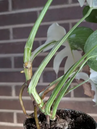 Monstera Albo Variegata buena Variegación blanco