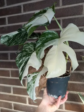 Monstera Albo Variegata buena Variegación blanco