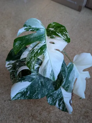 Monstera Albo Variegata buena Variegación blanco