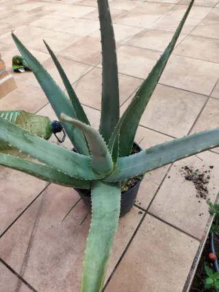Maceta Aloe Vera Grande