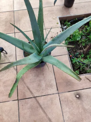 Maceta Aloe Vera Grande