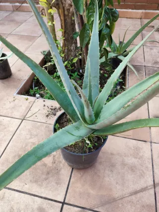 Maceta Aloe Vera Grande
