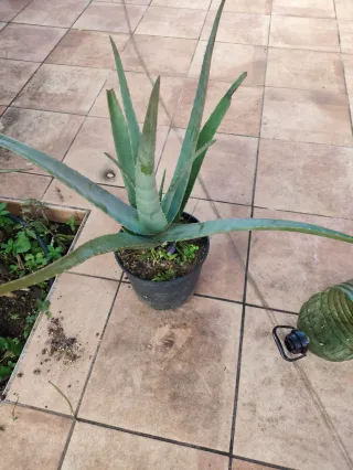 Maceta Aloe Vera Grande