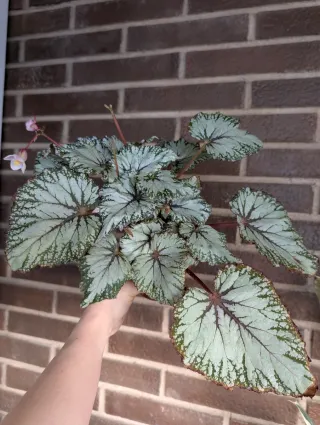 Begonia Rex hojas verde plateado y rosa