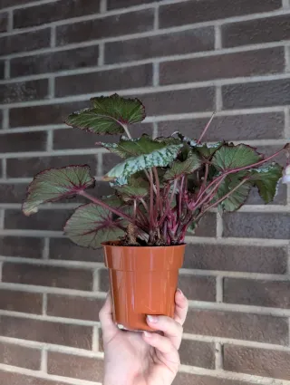 Begonia Rex hojas verde plateado y rosa