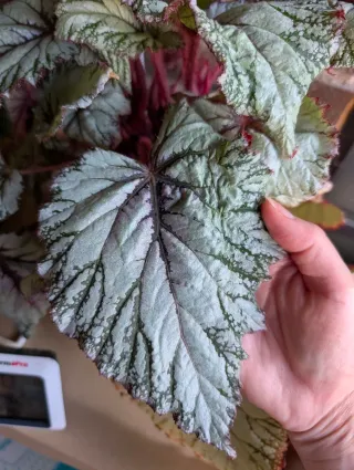 Begonia Rex Asian Tundra
