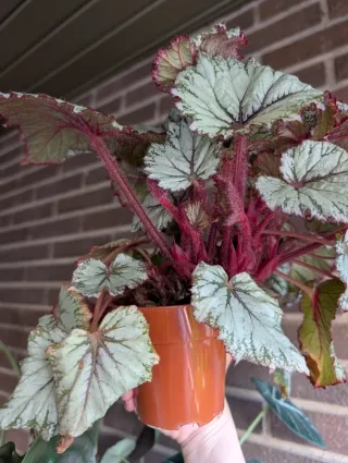 Begonia Rex Asian Tundra