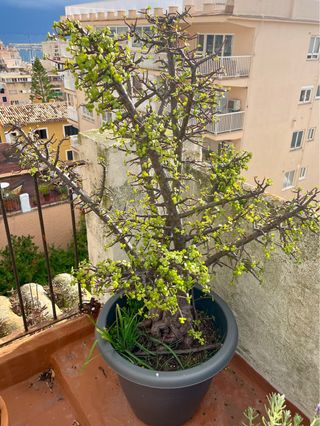 Portulacaria afra grande en maceta