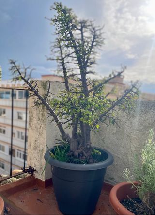 Portulacaria afra grande en maceta