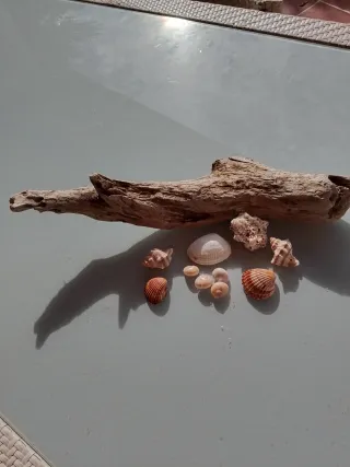 Decorazione, composizione naturale per acquario