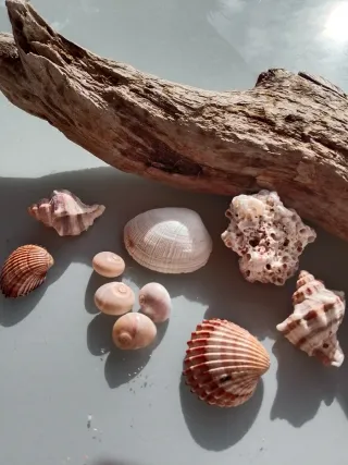 Decorazione, composizione naturale per acquario