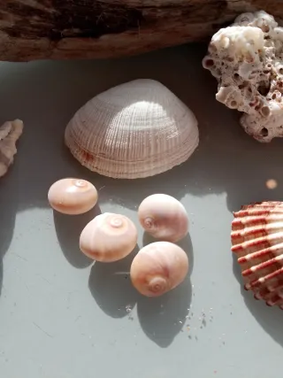 Decorazione, composizione naturale per acquario