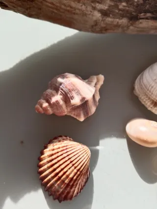 Decorazione, composizione naturale per acquario