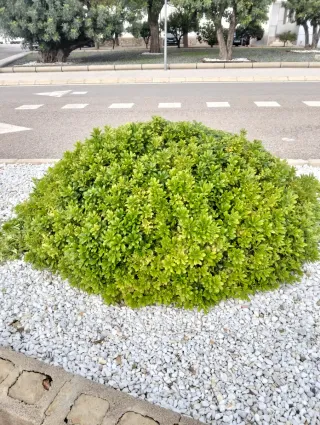 Poda de setos - Servicios de jardinería