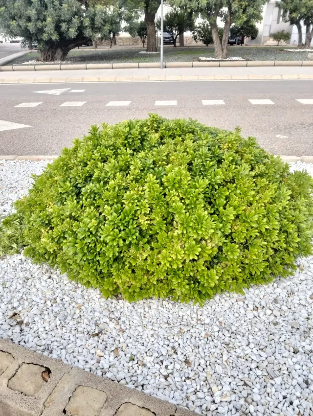 Poda de setos - Servicios de jardinería