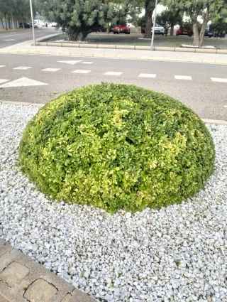 Poda de setos - Servicios de jardinería