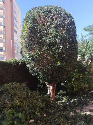 Poda de setos - Servicios de jardinería