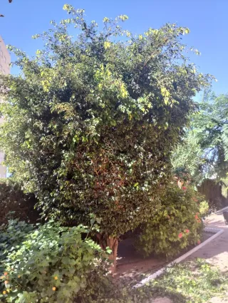 Poda de setos - Servicios de jardinería