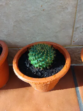 Cactus esfericos en maceta.