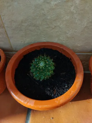 Cactus esfericos en maceta.