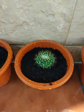 Cactus esfericos en maceta.