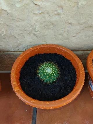 Cactus esfericos en maceta.