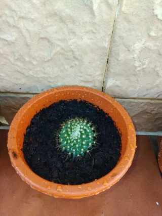 Cactus esfericos en maceta.